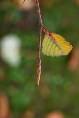Fagus sylvatica 'Atropurpurea' - buk lesní - pupen